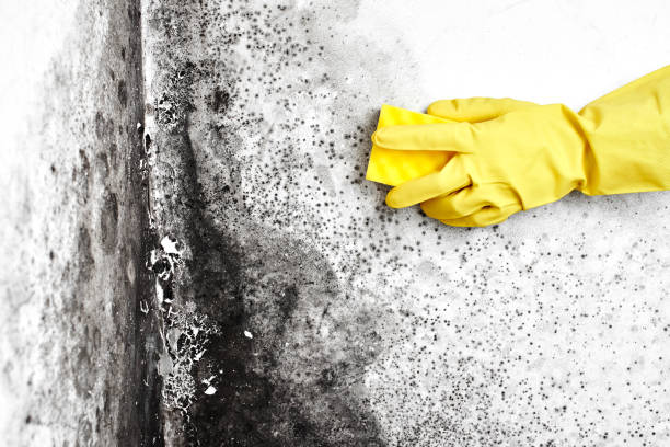 Home Mold Removal in Romeo, MI