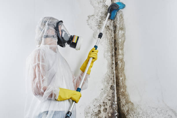 Best Mold Remediation  in Romeo, MI