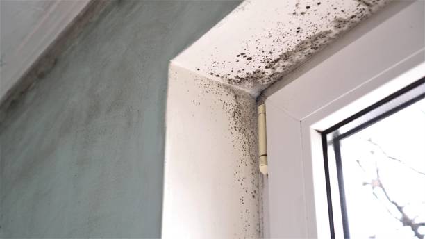 Best Commercial Mold Removal  in Romeo, MI