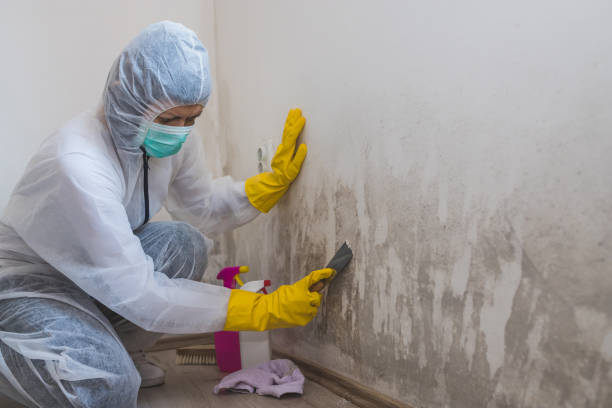 Best Toxic Mold Removal  in Romeo, MI