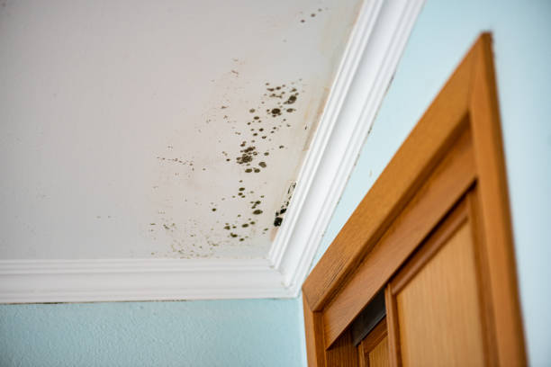 Best Residential Mold Removal  in Romeo, MI