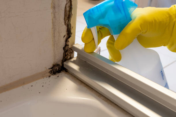 Best Mold Inspection  in Romeo, MI