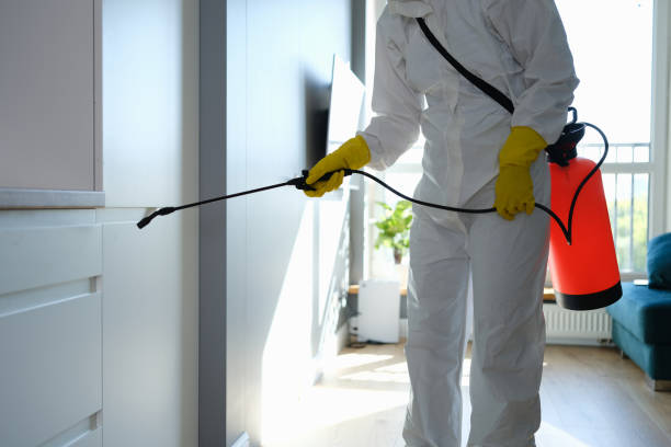 Trusted Romeo, MI Mold Removal Experts