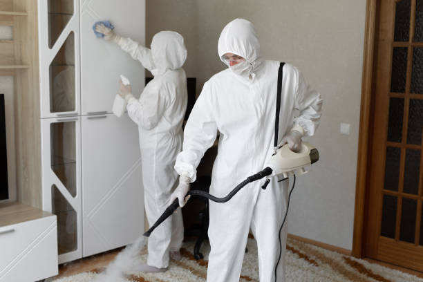 Mold Removal Process in Romeo, MI