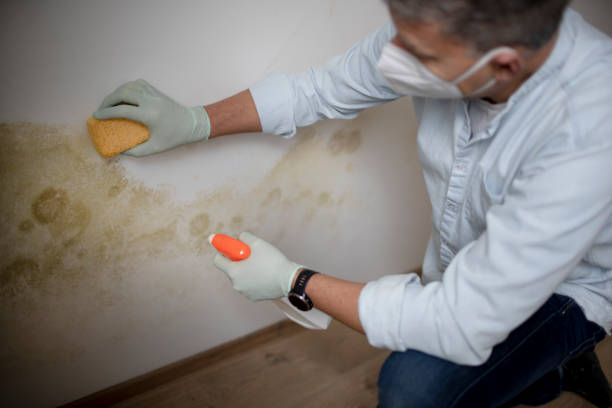 Best Crawl Space Mold Removal  in Romeo, MI