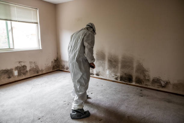 Best Mold Removal Company Near Me  in Romeo, MI
