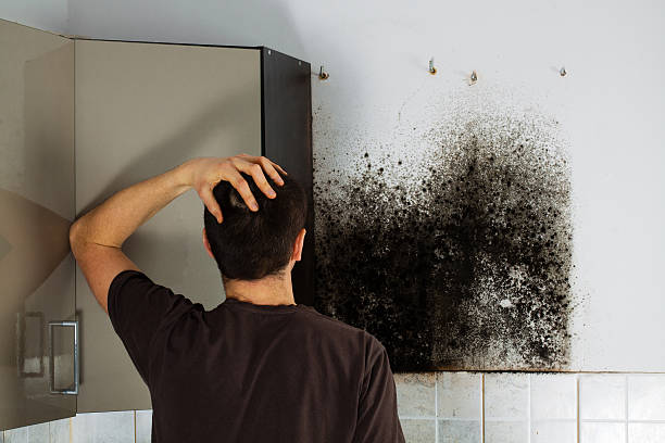 Best Attic Mold Removal  in Romeo, MI
