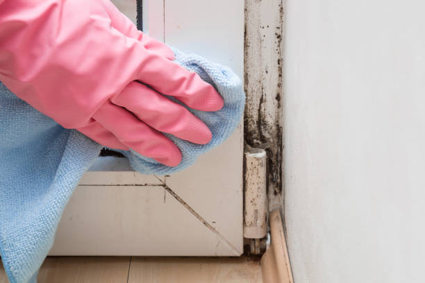 Best Professional Mold Removal  in Romeo, MI