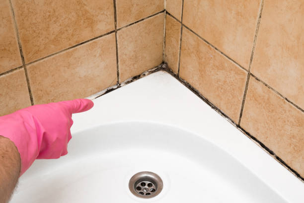 Best Affordable Mold Removal  in Romeo, MI